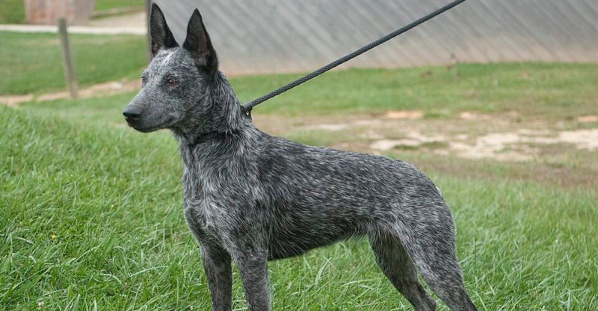 Do Not Approach Gear Is Trending 11 Breeds Most Seen Wearing It And People Cant Agree Why