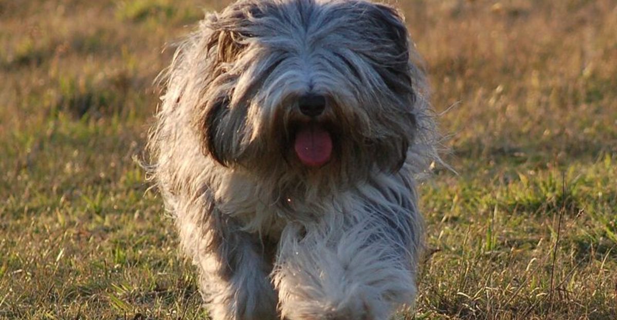 Dog Owners Who Avoid Trends Keep Ending Up With These 10 Breeds