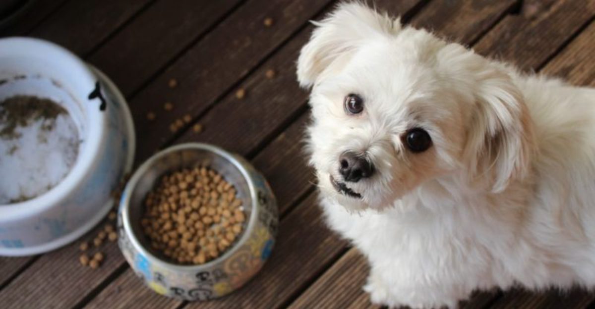 Dog Training Is Splitting the Internet Again 12 Body Language Clues Your Method Is Adding Stress