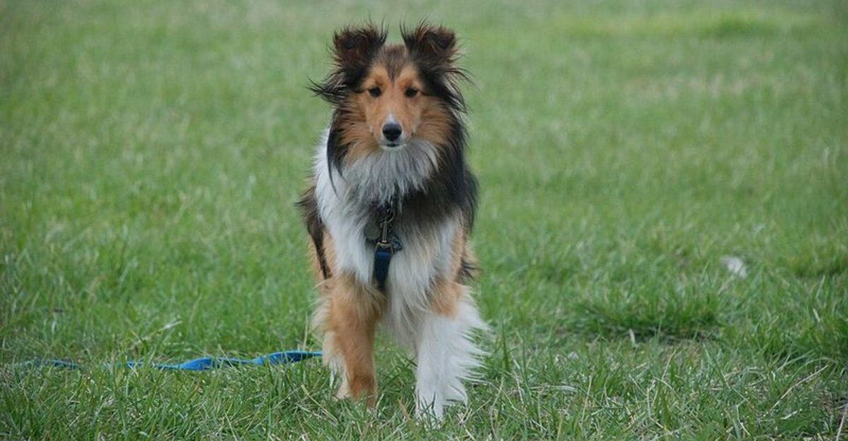 Dogs Can Distinguish Human Voices Better Than Expected 11 Breeds Tested in Sound Recognition Research