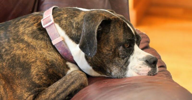 Dogs Dont Act Out for No Reason 17 Behaviors That Signal Owner Driven Stress