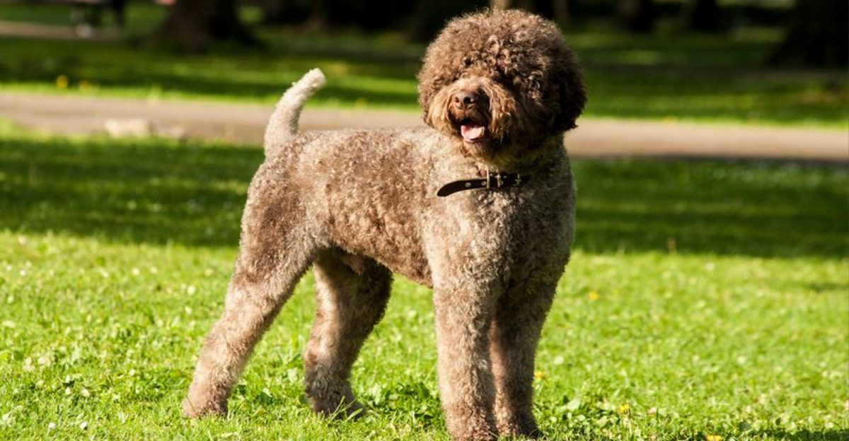 Dont Choose a Breed Until You Read This 13 Dogs That Fit Todays Routines Better