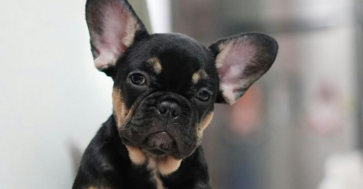 Dont Pick a Cute Dog First See These 10 Breeds That Actually Fit Busy People
