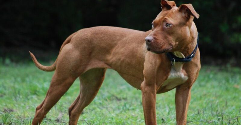 Ear Cropping and Tail Docking Comment Wars Wont Stop 12 Breeds Always Pulled Into It