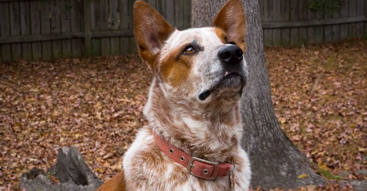 Everyone Wants a Smart Dog 10 Breeds That Outsmart Owners Who Arent Consistent