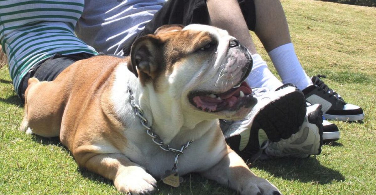 Family Dog Is Overused 10 Breeds That Fit Real Families Better Than the Stereotype