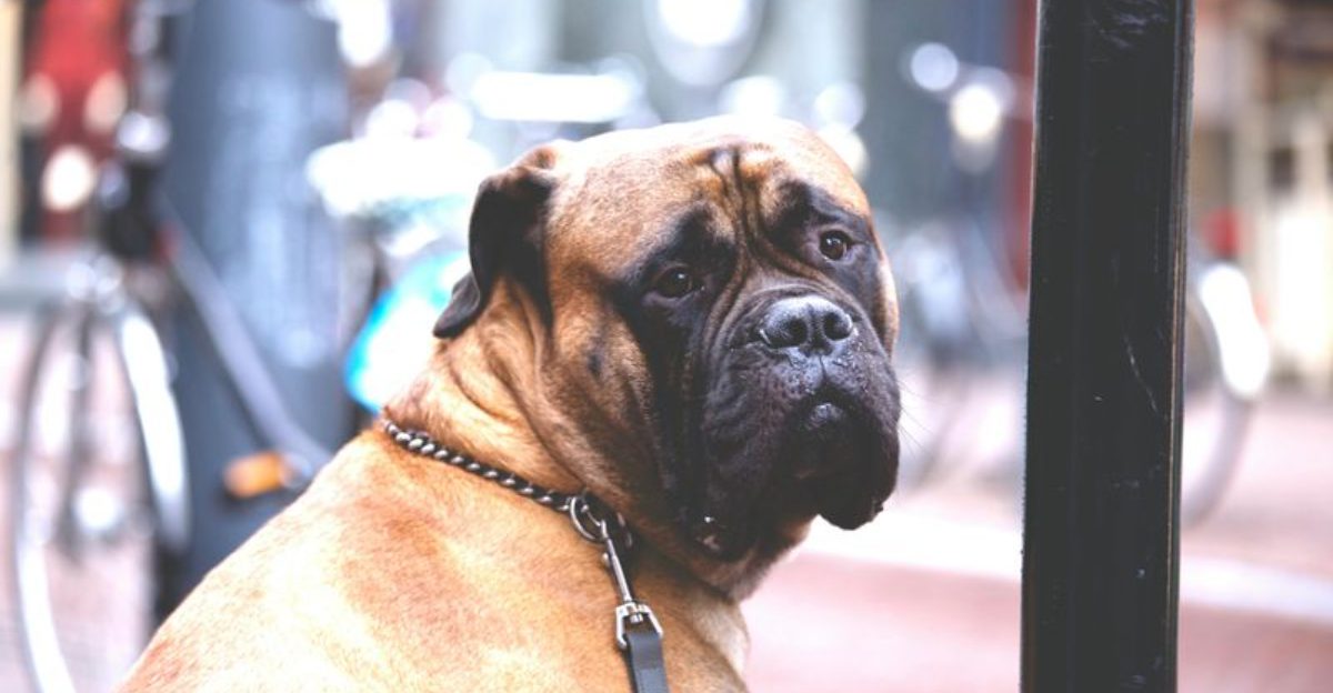 Fluffy Giants Are Getting Huge Online 16 Large Breeds Everyone Suddenly Wants to Meet