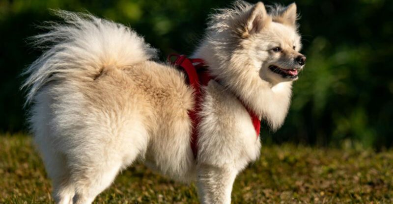 Fox Look Dogs Keep Going Viral 13 Breeds With That Sharp Wild Faced Vibe