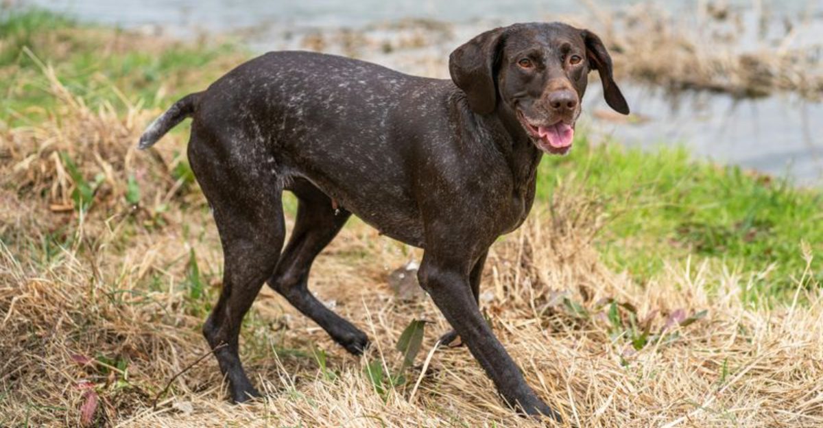 Foxtail Panic Posts Return Every Year 11 Breeds Owners Say Get Hit the Most