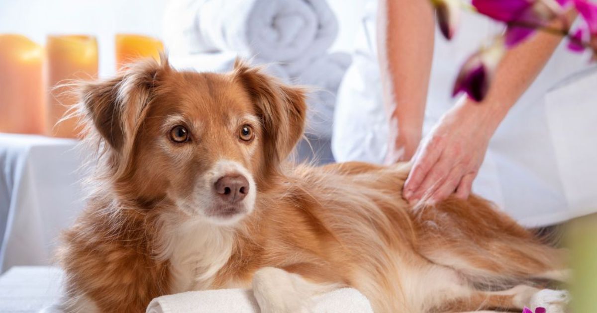 Global Favorites Are Crossing Borders 11 International Breeds Showing Up in More Homes