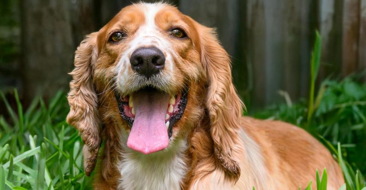 Grain Free Discourse Is Back 11 Breeds That Keep Showing Up in Heart Health Comment Sections