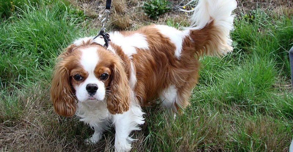 Hearing Loss Talk Is Trending 11 Breeds Owners Say Miss Cues Before They Miss People