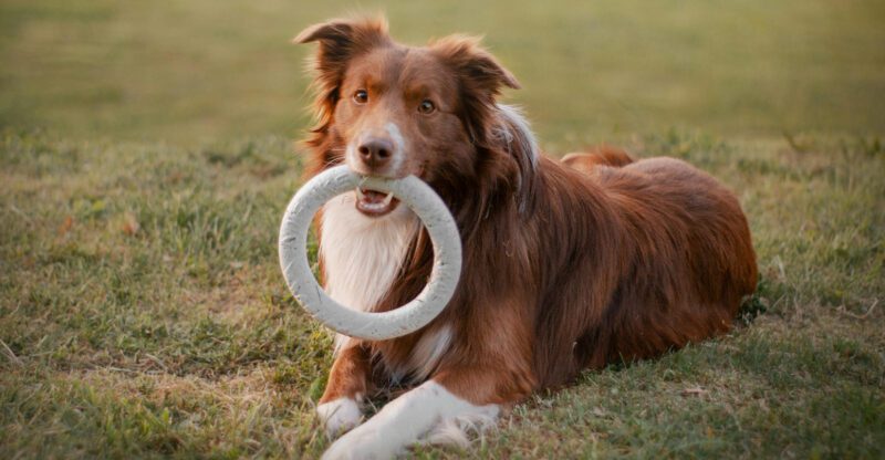 High Energy Isnt a Warning 10 Breeds That Thrive When You Actually Use Their Brain