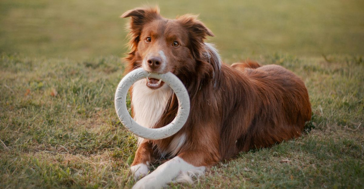 High Energy Isnt a Warning 10 Breeds That Thrive When You Actually Use Their Brain