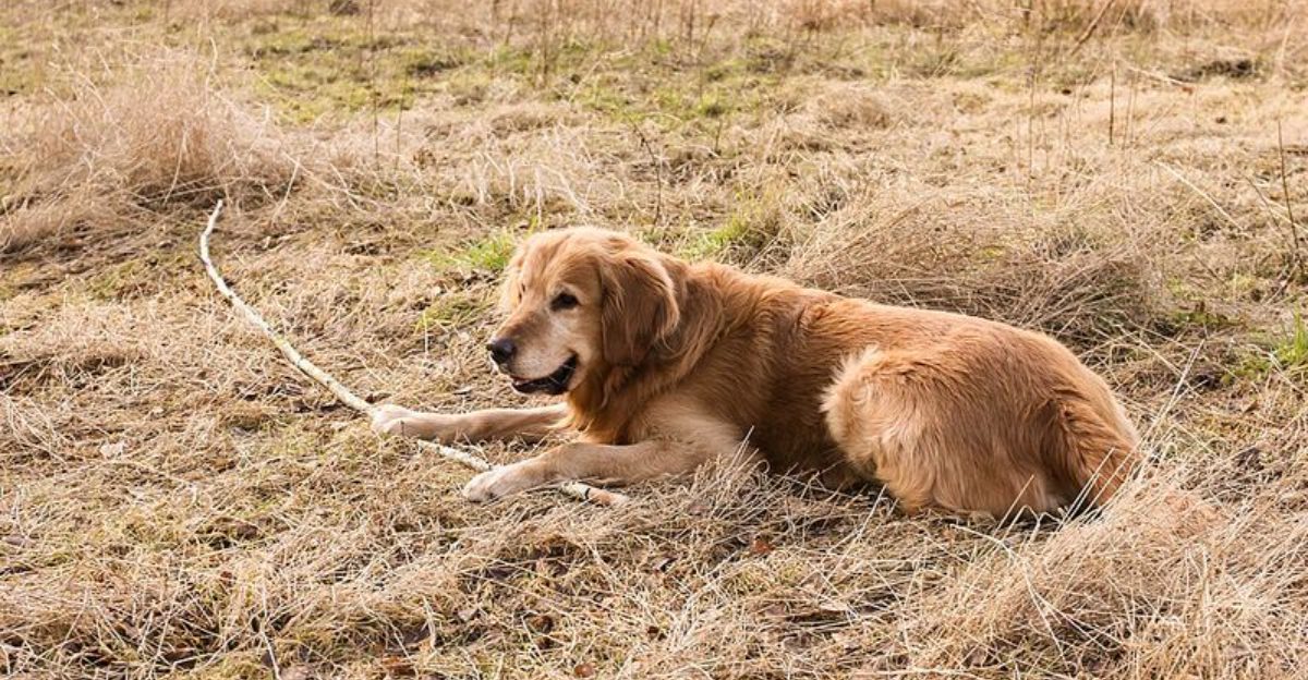 Holiday Food Hazards Went Viral Again 10 Breeds Owners Say Will Steal Anything Off a Table