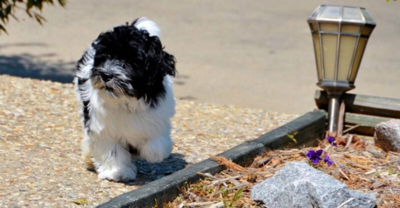 If You Want a Dog That Doesnt Test You Daily These 11 Breeds Often Feel More Cooperative