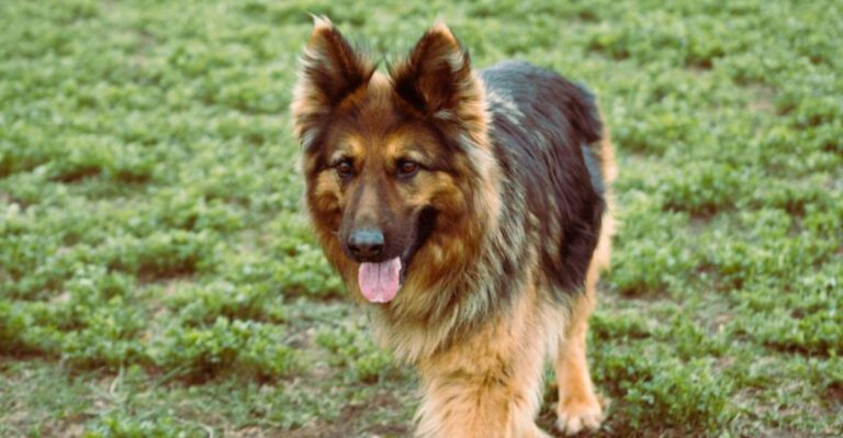 If Your Dog Forgets Cues Outside Start Here 10 Breeds That Need Proofing Not More Reps dog news