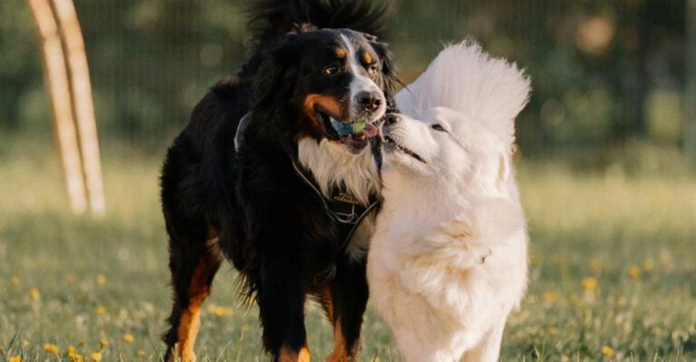 If Your Dog Pulls Like a Truck Start Here 10 Breeds Built to Move dog news