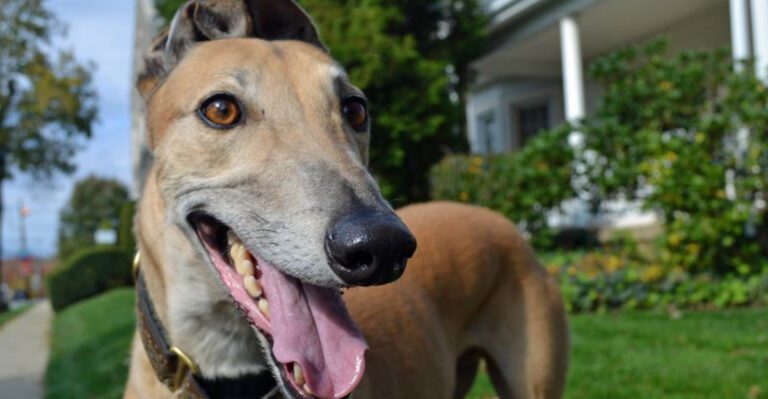 If Youre Choosing a Dog for the Next Chapter of Life Start Here dog news