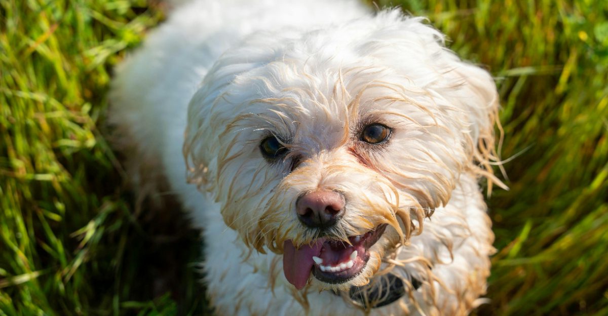 Lets Admit It Low Shedding Doesnt Mean Low Maintenance 10 Breeds That Prove It