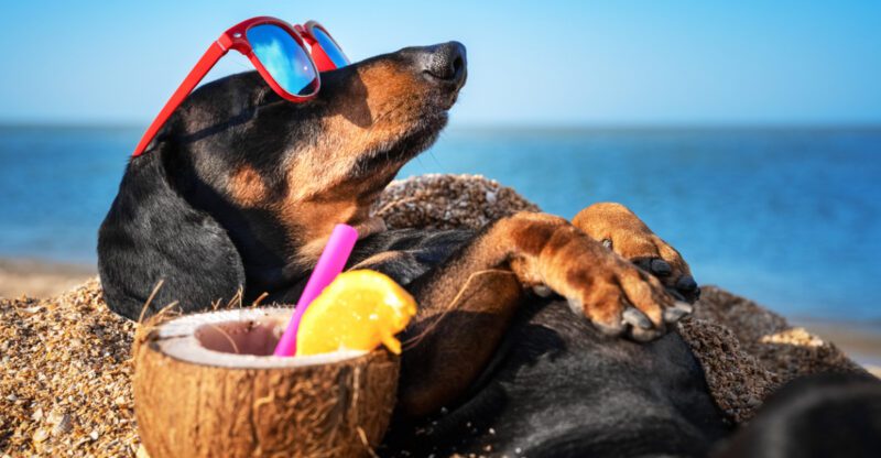 Lets Be Honest Not Every Calm Dog Is Actually Calm These 10 Are Calm in a Real Life Way