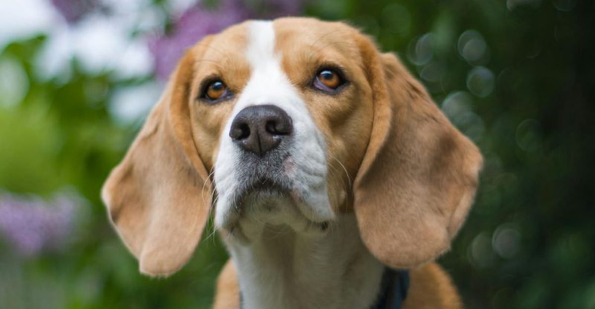 Low Drama Family Dogs Are In Demand 17 Breeds Parents Keep Recommending to Friends