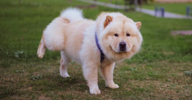 Low Energy Is a Misleading Label – 12 Dog Breeds That Save Their Energy for What Matters dog news