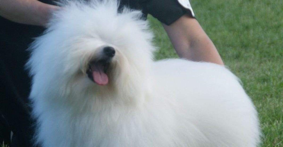 Low Energy Isnt the Same as Low Needs 12 Calm Breeds That Still Need a Plan