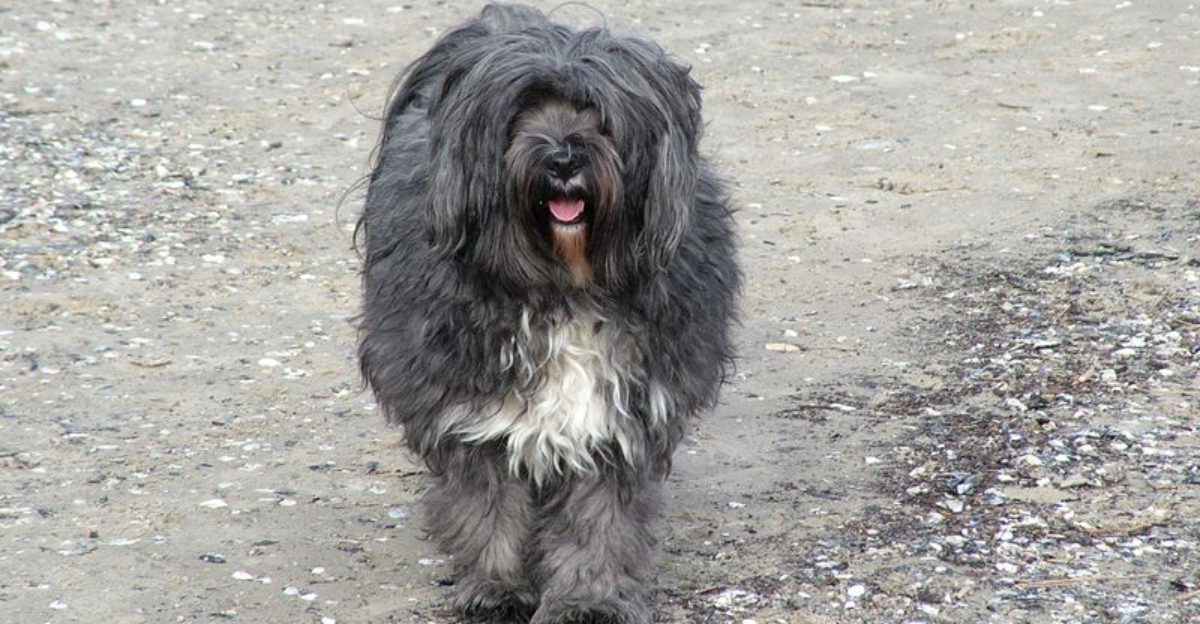 Matting Rescue Cuts Are All Over Social Media 12 Coated Breeds Owners Underestimate First