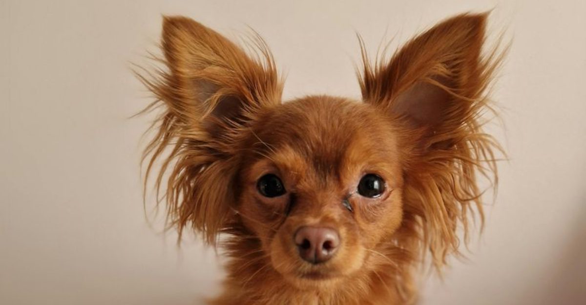 Micro GPS Trackers Are Going Viral 11 Breeds Owners Track Because They Slip Out Once