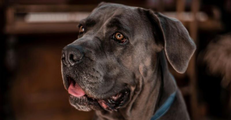 Most Bad Leash Dogs Arent Bad 13 Breeds That Get Mismanaged the Fastest