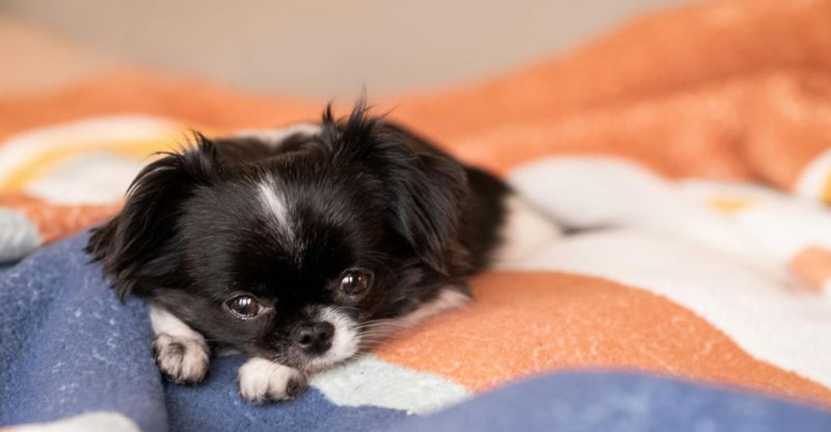 Most Owners Overstimulate Their Dogs These 15 Breeds Need Less Not More