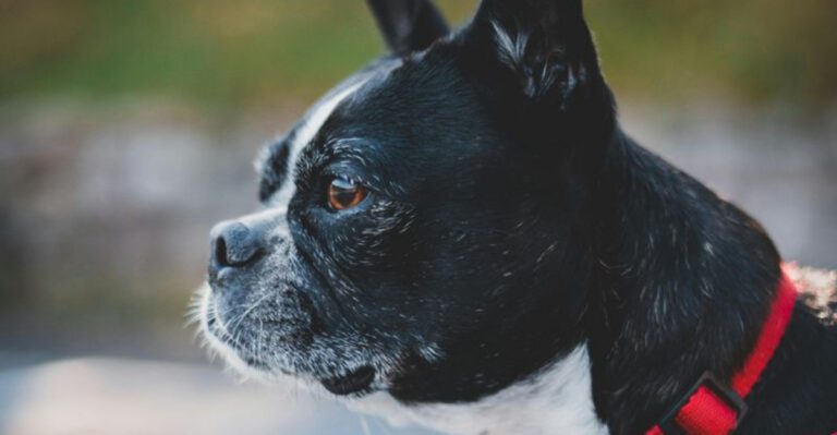 My Dog Acts Possessed at Night Is Trending 10 Breeds Mentioned in Witching Hour Threads dog news