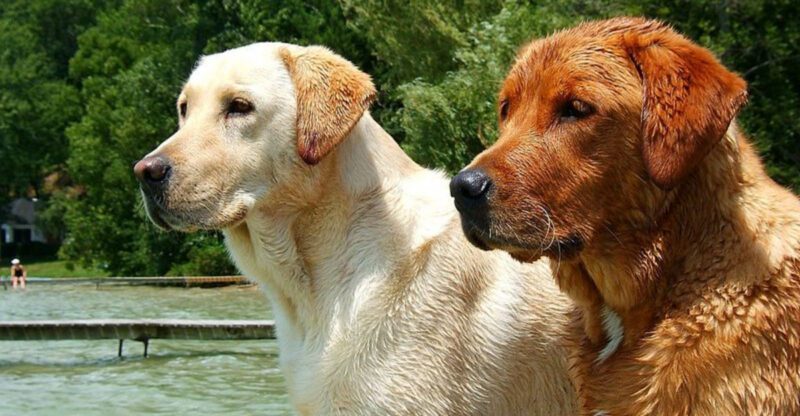 My Dog Has Random Diarrhea Again Is Trending 12 Breeds Owners Mention in Gut Flare Threads