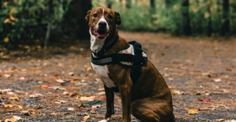 My Dog Is Perfect Until the Leash Clips On Is Trending 10 Breeds Mentioned in Leash Frustration Wars dog news