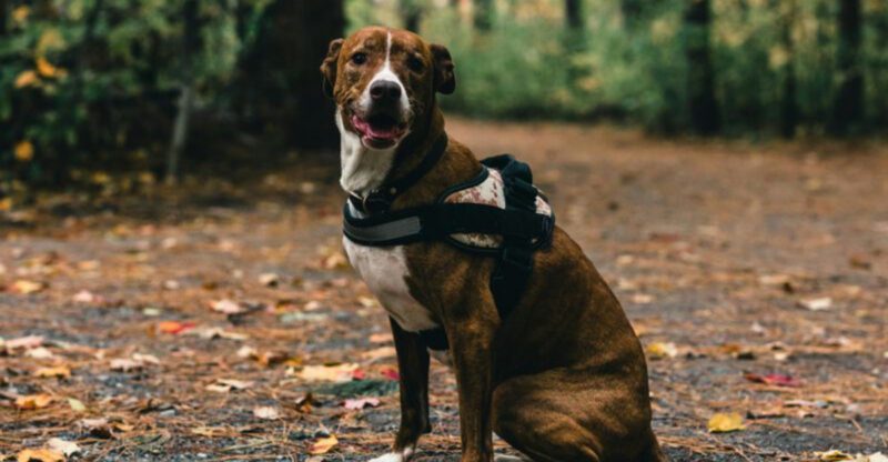 My Dog Is Perfect Until the Leash Clips On Is Trending 10 Breeds Mentioned in Leash Frustration Wars