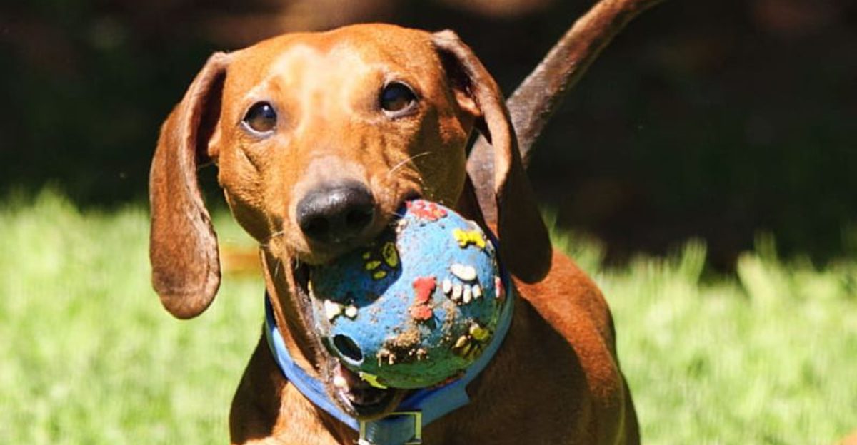 My Dog Is Too Friendly Is a Real Problem Now 10 Breeds Owners Say Lose Focus in Public