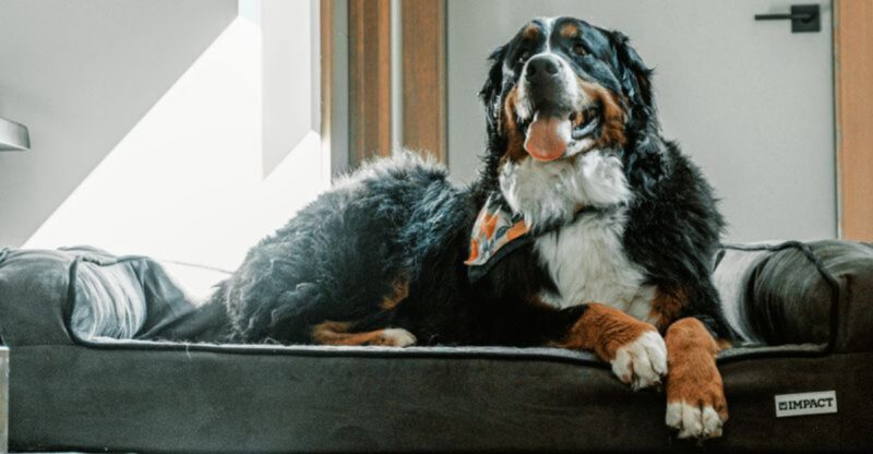 My Dog Licked Road Salt Warnings Are Spiking 10 Breeds Owners Mention Most in Winter Irritation Threads