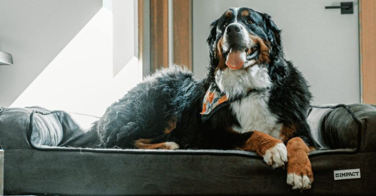 My Dog Licked Road Salt Warnings Are Spiking 10 Breeds Owners Mention Most in Winter Irritation Threads