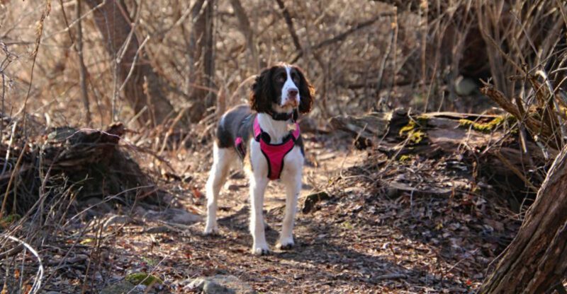 My Dog Wont Come Back Panic Posts 11 Breeds People Say Cant Resist a Scent Trail