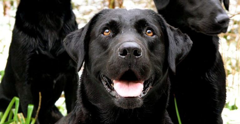 Neuter Timing War Is Back 12 Breeds Owners Argue About the Most dog news