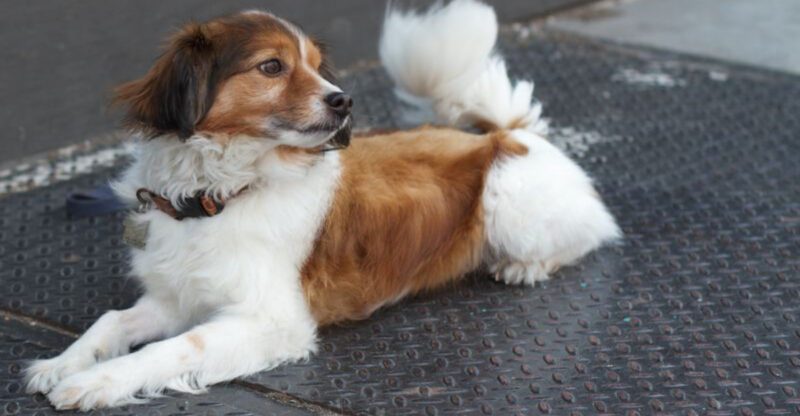 New Breeds Just Hit the AKC List 10 Dogs Youll Start Seeing Everywhere in 2026