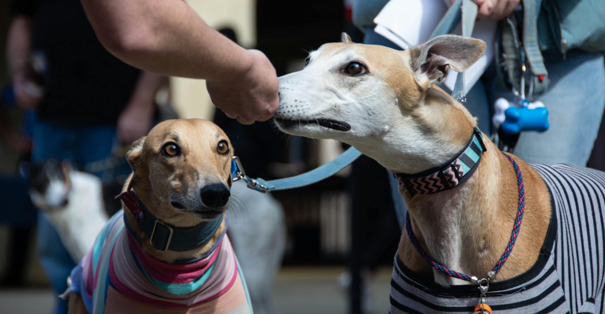 Not All Cuddly Dogs Are Truly Affectionate These 10 Breeds Show Love Their Own Way