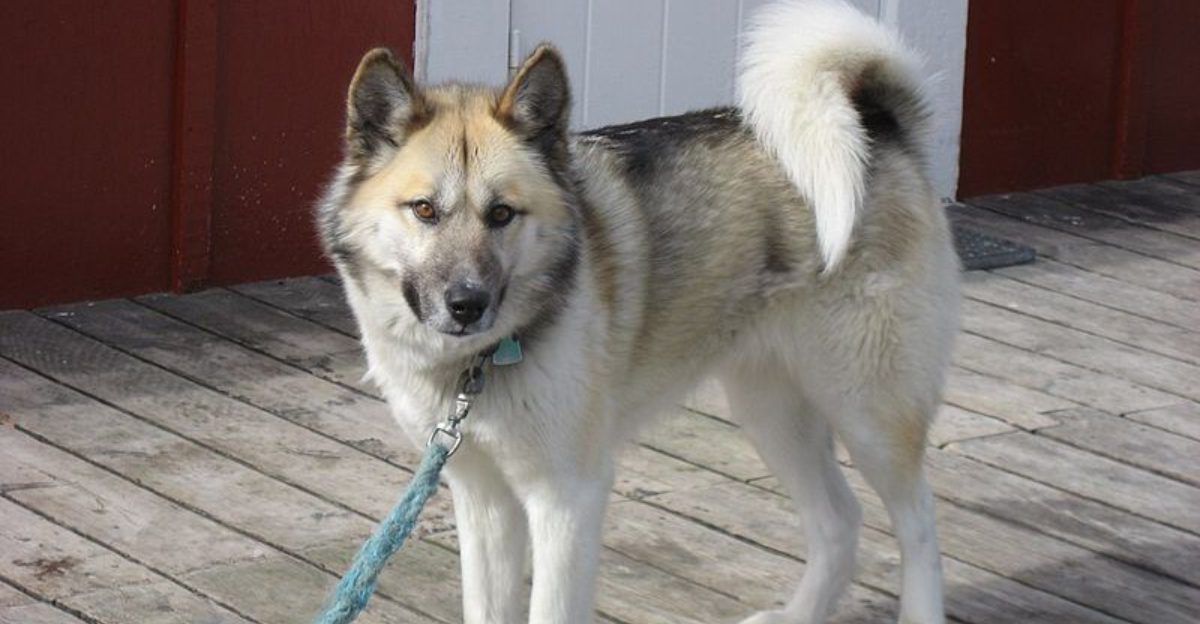 Not All Dogs Enjoy Constant Interaction – 11 Breeds That Recharge Alone