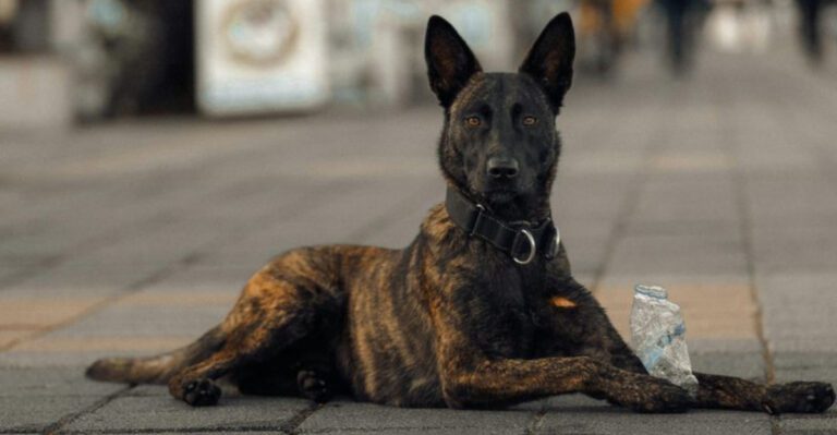 Not Every Smart Dog Feels the Same These 10 Breeds Learn Differently dog news