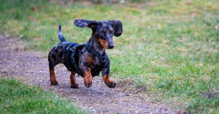 Off Leash Dreams vs Reality 12 Breeds With Strong Chase Instinct dog news