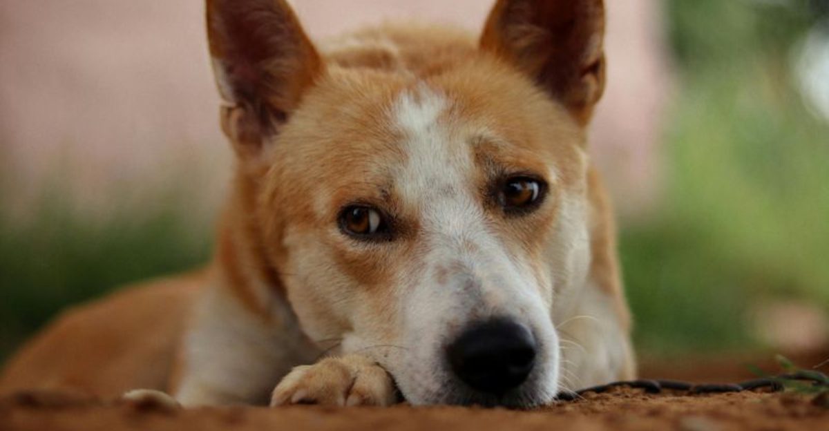 Off the Radar Dogs Are Having a Moment 11 Rare Breeds People Are Quietly Switching To