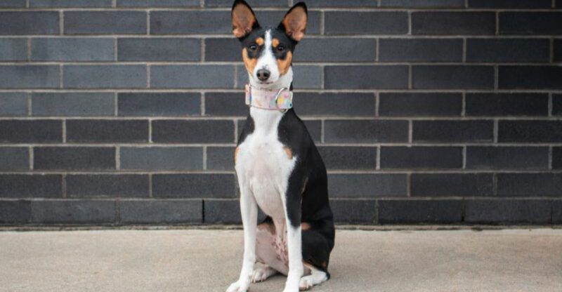 Online Interest Is Shifting Toward These 12 Low Noise Dog Breeds