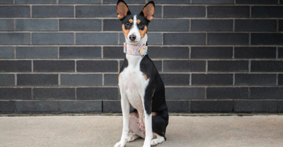 Online Interest Is Shifting Toward These 12 Low Noise Dog Breeds