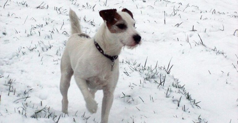 Overstimulation Is the New Buzzword 11 Breeds That Hit Their Limit Fast dog news